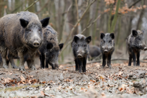 erlegungsprämie © byrdyak von getty images