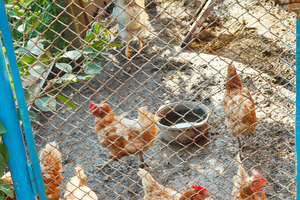 Aufstallungspflicht für Geflügel aufstallungspflicht internetseite