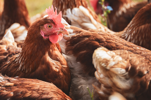 Geflügel © alexas_fotos_von_pixabay via canva.com huhn