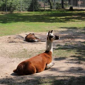 Tierpark Zabakuck © Landkreis Jerichower Land