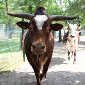 Tierpark Zabakuck © Landkreis Jerichower Land