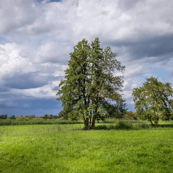 Fiener Bruch mit Fiener Wiese © Christian Greuel