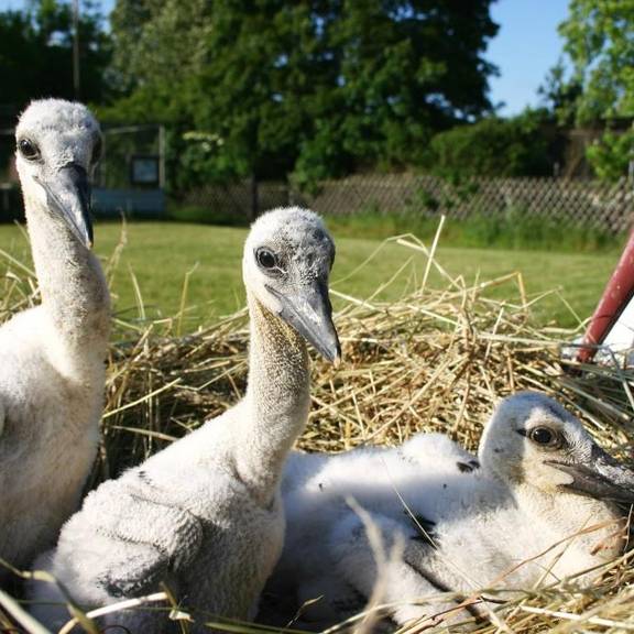 storchenhof fütterung © storchenhof