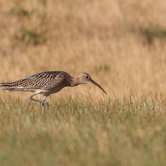 Großer Brachvogel im Fiener Bruch © Landkreis Jerichower Land