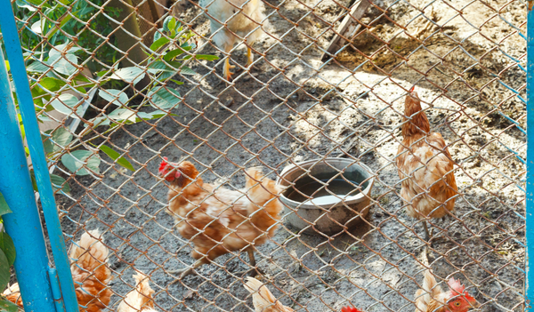 Aufstallungspflicht für Geflügel aufstallungspflicht internetseite