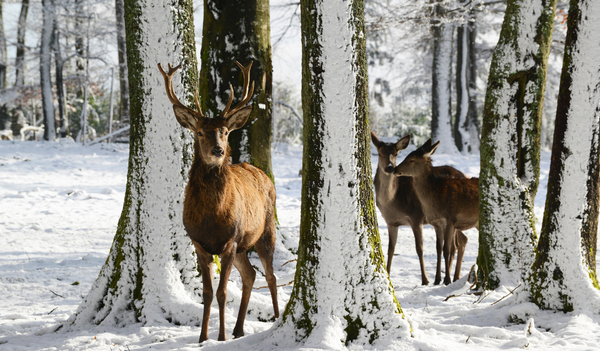 notzeit wild dash med von getty images pro