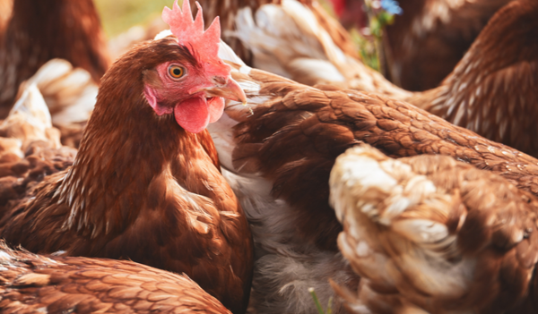 Aufhebung Schutzmaßnahmen huhn